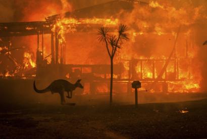 As the fires continue to burn in Australia, animals flee their natural habitat looking for safety.