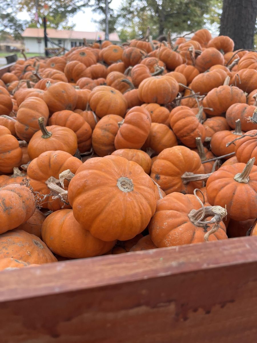 One of the many traditions of Halloween is picking out pumpkins to carve or decorate with.